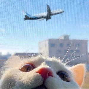 缸交视频免费观看
